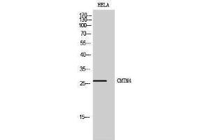 Western Blotting (WB) image for anti-CKLF-Like MARVEL Transmembrane Domain Containing 4 (CMTM4) (Internal Region) antibody (ABIN3174457) (CMTM4 anticorps  (Internal Region))