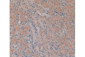 IHC-P analysis of Mouse Kidney Tissue, with DAB staining. (CD51 anticorps  (AA 71-322))