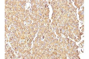 Formalin-fixed, paraffin-embedded human Adrenal Gland stained with Chromogranin A Monoclonal Antibody (LK2H10) (Chromogranin A anticorps)