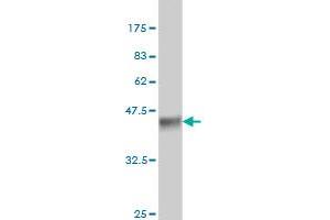 Western Blot detection against Immunogen (36. (ALAS2 anticorps  (AA 1-100))