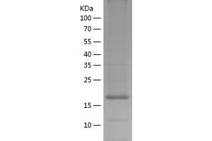 Western Blotting (WB) image for Ras Homolog Enriched in Brain (RHEB) (AA 1-184) protein (His tag) (ABIN7124780)