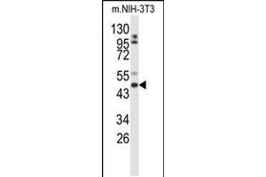 Western blot analysis of GORAB Antibody in mouse NIH-3T3 cell line lysates (35ug/lane) (GORAB anticorps  (N-Term))