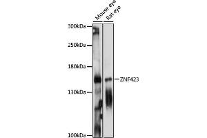 Western blot analysis of extracts of various cell lines, using ZNF423 antibody (ABIN7271484) at 1:1000 dilution. (Znf423 anticorps  (AA 220-450))