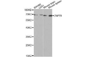Western blot analysis of extracts of various cell lines, using ZAP70 Antibody (ABIN5971221) at 1/1000 dilution. (ZAP70 anticorps)