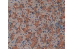 Used in DAB staining on fromalin fixed paraffin- embedded stomach tissue