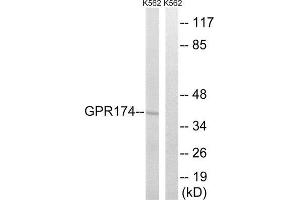 Western Blotting (WB) image for anti-G Protein-Coupled Receptor 174 (GPR174) (Internal Region) antibody (ABIN1853012) (GPR174 anticorps  (Internal Region))