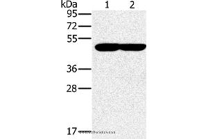 Western blot analysis of K562 and 293T cell, using PPOX Polyclonal Antibody at dilution of 1:200