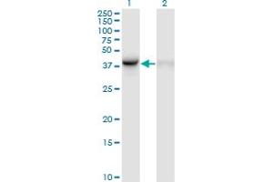 Western Blot analysis of WDR77 expression in transfected 293T cell line by WDR77 monoclonal antibody (M01), clone 3F10. (WDR77 anticorps  (AA 1-342))