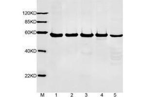 Primary antibody: 1 µg/mL Anti-alpha-tubulin Monoclonal Antibody (Mouse) (ABIN387714, Lot. (DYKDDDDK Tag anticorps  (HRP))