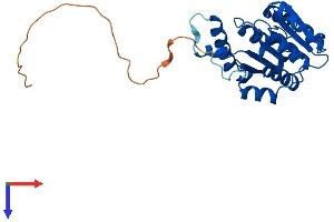 AlphaFold protein structure predicition of Mouse Recombinant Comtd1 Protein, UniprotID Q8BIG7