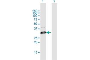 Western Blot analysis of GLT1D1 expression in transfected 293T cell line by GLT1D1 MaxPab polyclonal antibody. (GLT1D1 anticorps  (AA 1-266))