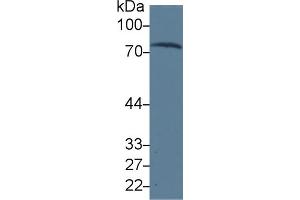 Western Blot; Sample: Human Serum; Primary Ab: 3µg/ml Mouse Anti-Human TRF Antibody Second Ab: 0. (Transferrin anticorps  (AA 361-683))