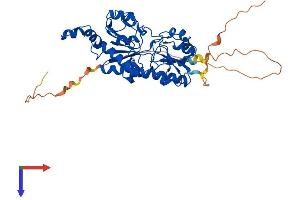 AlphaFold protein structure predicition of Human Recombinant CTBP1 Protein, UniprotID Q13363