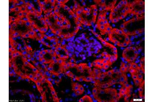 Formalin-fixed and paraffin embedded mouse intestine labeled with Rabbit Anti-FAPA Polyclonal Antibody, Unconjugated used at 1:200 dilution for 40 minutes at 37°C.
