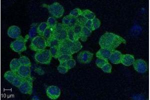 Immunofluorescent confocal imaging of HEK293 cells using anti-Nampt (Visfatin-PBEF), mAb (OMNI379) . (NAMPT anticorps)
