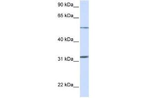 SLC35A5 antibody used at 1 ug/ml to detect target protein. (SLC35A5 anticorps  (N-Term))