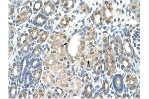 PBEF1 antibody was used for immunohistochemistry at a concentration of 4-8 ug/ml to stain Epithelial cells of renal tubule (arrows) in Human Kidney. (NAMPT anticorps  (C-Term))