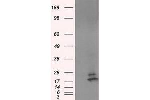 Western Blotting (WB) image for anti-NME/NM23 Nucleoside Diphosphate Kinase 4 (NME4) antibody (ABIN1499778) (NME4 anticorps)