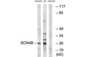 Western blot analysis of extracts from HepG2/Jurkat cells, using SCN4B Antibody. (SCN4B anticorps  (AA 61-110))