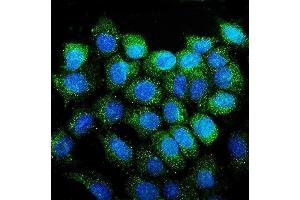IF analysis of CD38 using anti-CD38 antibody (ABIN7602815). (CD38 anticorps  (C-Term))
