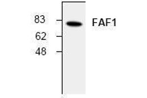 Image no. 1 for anti-Fas (TNFRSF6) Associated Factor 1 (FAF1) antibody (ABIN155080) (FAF1 anticorps)