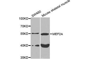 Western blot analysis of extracts of various cell lines, using MEF2A antibody. (MEF2A anticorps)
