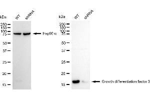 Western blotting analysis using growth differentiation factor 3 antibody (ABIN7798806).