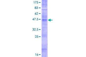 Transmembrane BAX Inhibitor Motif Containing 6 (TMBIM6) (AA 1-237) protein (GST tag)