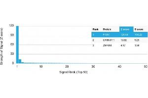 Analysis of Protein Array containing more than 19,000 full-length human proteins using Factor XIIIa Mouse Monoclonal Antibody (F13A1/1448) Z- and S- Score: The Z-score represents the strength of a signal that a monoclonal antibody (MAb) (in combination with a fluorescently-tagged anti-IgG secondary antibody) produces when binding to a particular protein on the HuProtTM array.