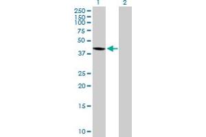 Western Blot analysis of WDR51A expression in transfected 293T cell line by WDR51A MaxPab polyclonal antibody. (POC1A anticorps  (AA 1-364))