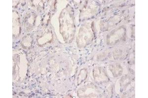 Immunohistochemistry of paraffin-embedded human kidney tissue using ABIN7160893 at dilution of 1:100 (NDUFA2 anticorps  (AA 4-99))