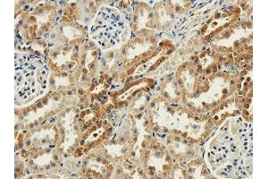 Immunohistochemical staining of rabbit kidney using anti-syntaxin antibody ABIN7072248 Formalin fixed rabbit kidney slices were were stained with ABIN7072248 at 3 μg/mL. (Recombinant Syntaxin anticorps)