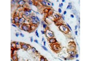 IHC-P analysis of Stomach tissue, with DAB staining. (Connexin 31 anticorps  (AA 7-102))