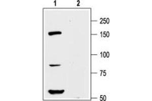 Western blot analysis of rat cortex lysate: - 1. (KCNH8 anticorps  (Intracellular, N-Term))