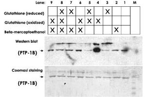 Detection of protein-glutathione adducts on Western Blot under non-reducing conditions. (Glutathione anticorps)