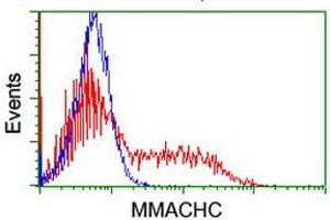 Image no. 1 for anti-Methylmalonic Aciduria (Cobalamin Deficiency) CblC Type, with Homocystinuria (MMACHC) antibody (ABIN1499514) (MMACHC anticorps)