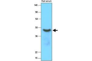 Western blot analysis of rat serum (15 ug) was resolved by SDS - PAGE, transferred to NC membrane and probed with SERPINA12 monoclonal antibody, clone 1C4 (1 : 2000)  .