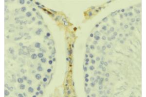 ABIN6278893 at 1/100 staining Mouse testis tissue by IHC-P. (IL17B anticorps  (Internal Region))