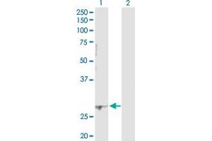 Western Blot analysis of PCGF1 expression in transfected 293T cell line by PCGF1 MaxPab polyclonal antibody.