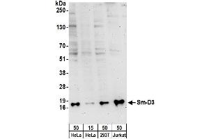 Western Blotting (WB) image for anti-Small Nuclear Ribonucleoprotein D3 Polypeptide 18kDa (SNRPD3) (AA 76-126) antibody (ABIN7454989)