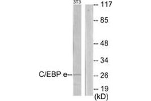 Western blot analysis of extracts from NIH-3T3 cells, using CEBPE Antibody. (CEBPE anticorps  (AA 191-240))