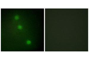 Immunofluorescence (IF) image for anti-Activating Transcription Factor 1 (AFT1) (C-Term) antibody (ABIN1849219) (AFT1 anticorps  (C-Term))