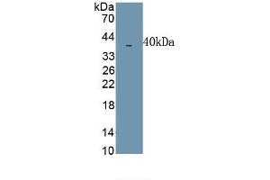Detection of Recombinant MIP1b, Simian using Polyclonal Antibody to Macrophage Inflammatory Protein 1 Beta (MIP1b) (CCL4 anticorps  (AA 1-92))