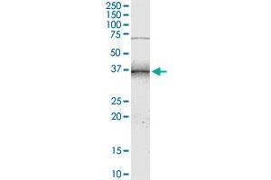 NMI MaxPab rabbit polyclonal antibody. (NMI anticorps  (AA 1-307))