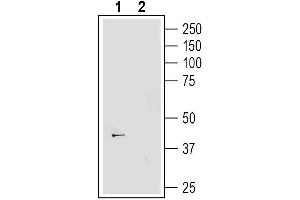 Western blot analysis of human SH-SY5Y neuroblastoma cell line lysate:1. (GPR139 anticorps  (Intracellular))