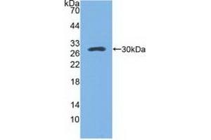 Detection of Recombinant SPA, Mouse using Polyclonal Antibody to Pulmonary Surfactant Associated Protein A1 (SFTPA1) (Surfactant Protein A1 anticorps  (AA 21-248))