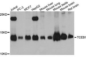 Western blot analysis of extracts of various cell lines, using TCEB1 antibody. (TCEB1 anticorps)
