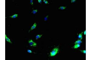 Immunofluorescent analysis of U251 cells using ABIN7159383 at dilution of 1:100 and Alexa Fluor 488-congugated AffiniPure Goat Anti-Rabbit IgG(H+L) (MS4A3 anticorps  (AA 1-49))