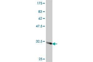Western Blot detection against Immunogen (33.