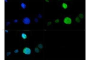 Immunofluorescence of Rabbit Anti-Histone H3 [p Thr6, Monomethyl Lys9] Antibody.